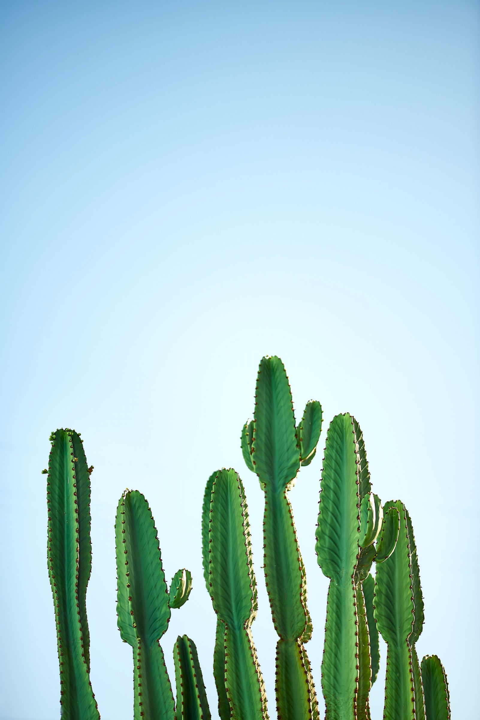 Kakteen vor blauem Hintergrund