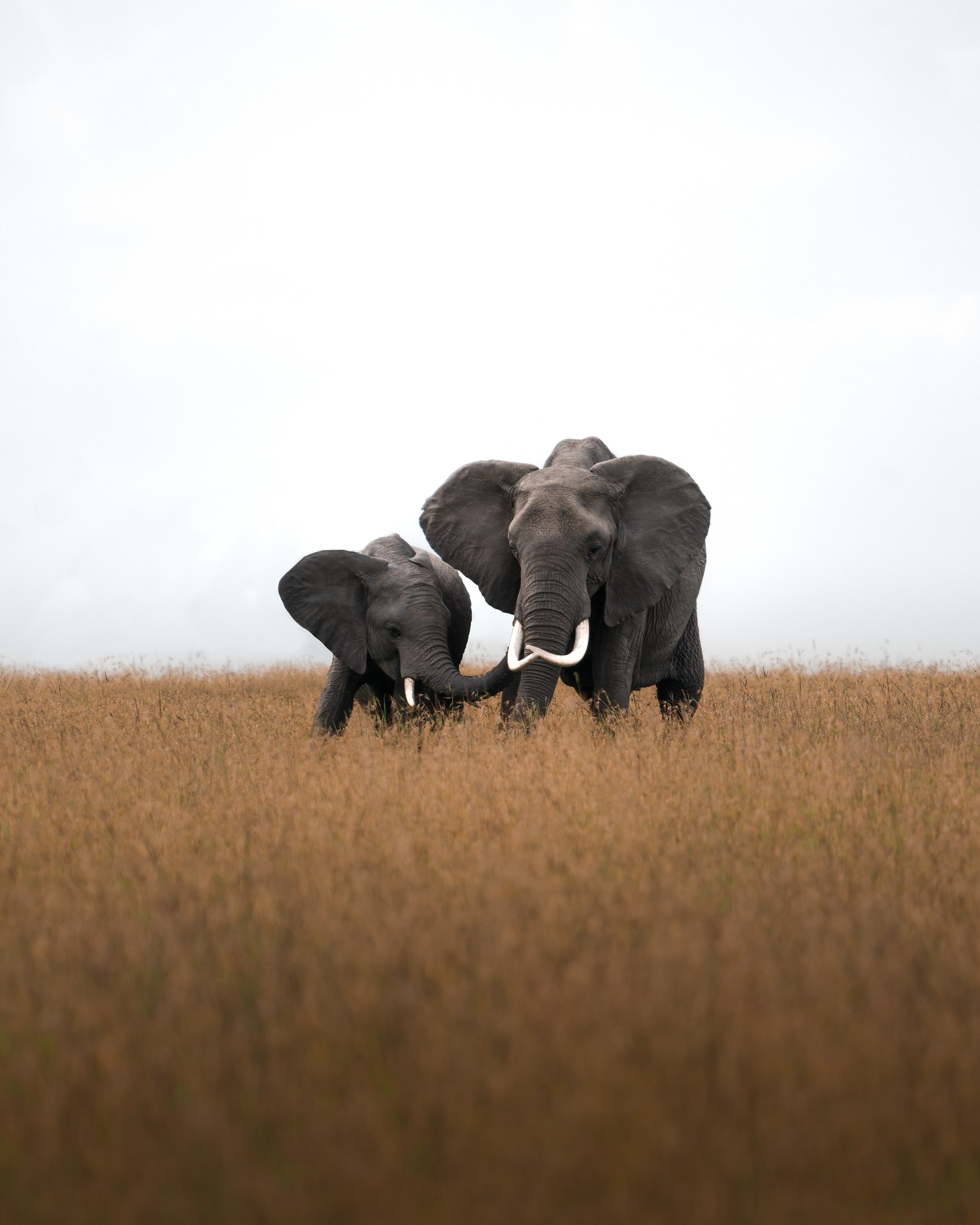 Ein großer und ein kleiner Elefant in der Savanne, deren Rüssel sich berühren