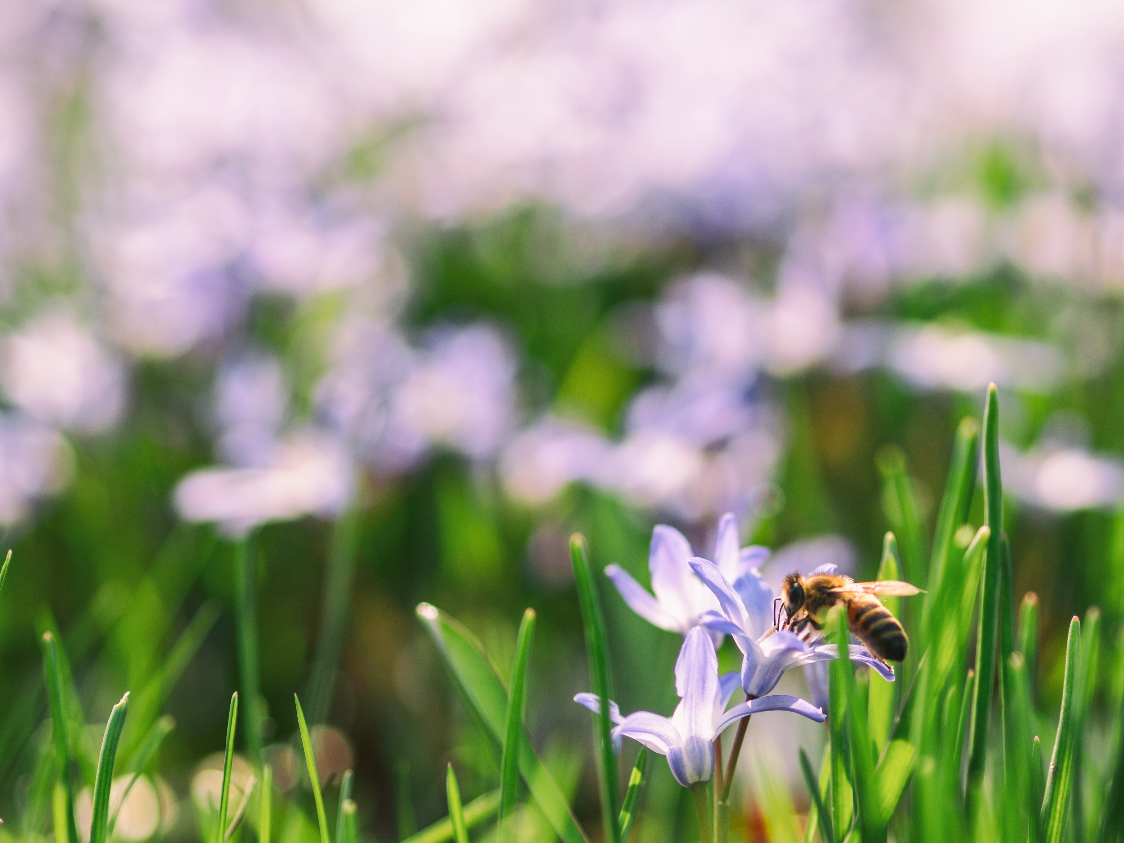 Wiese mit Blumen und einer Biene
