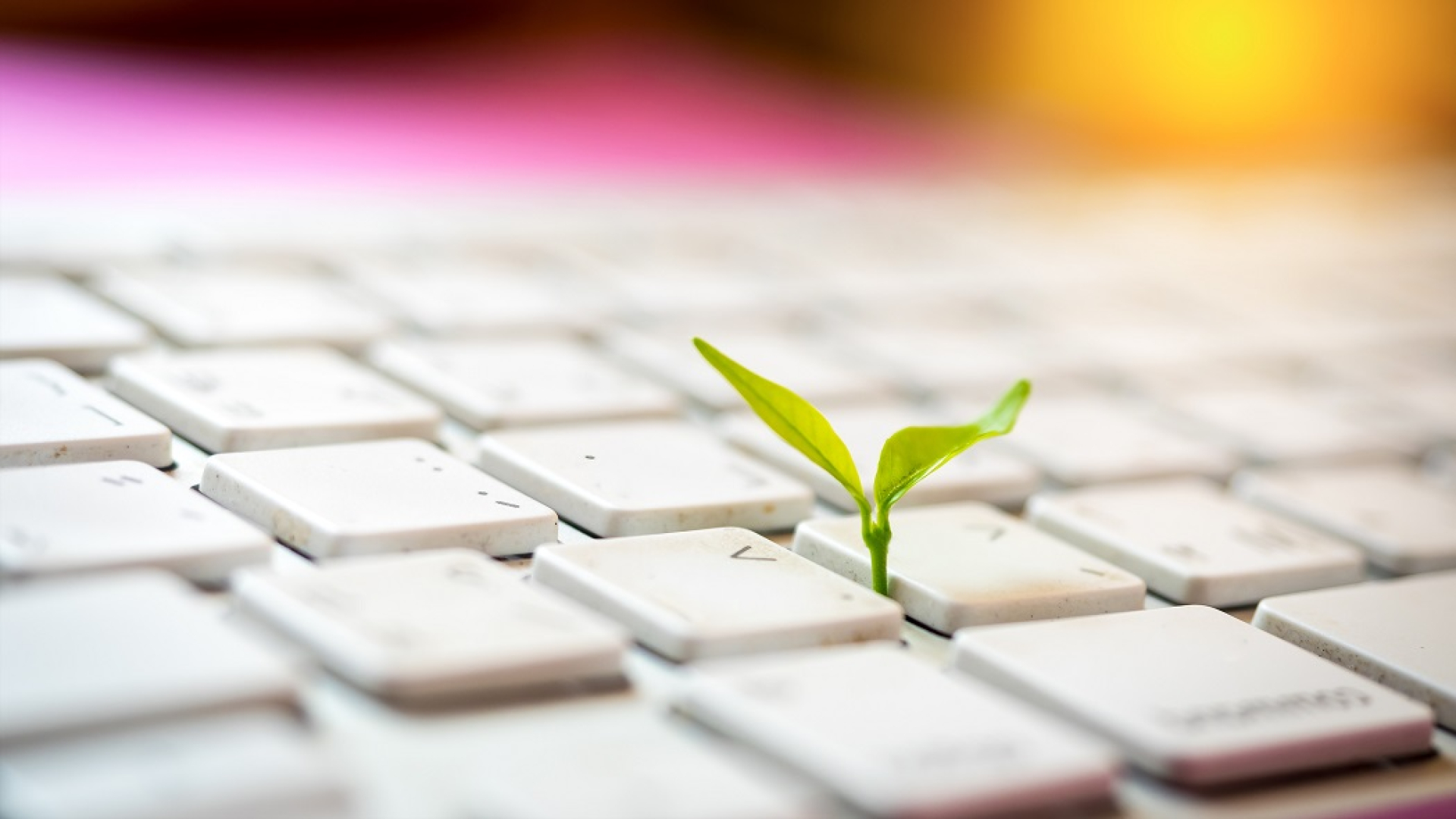 Tastatur Pflanze Nachhaltigkeit Safer Internet Day 2020