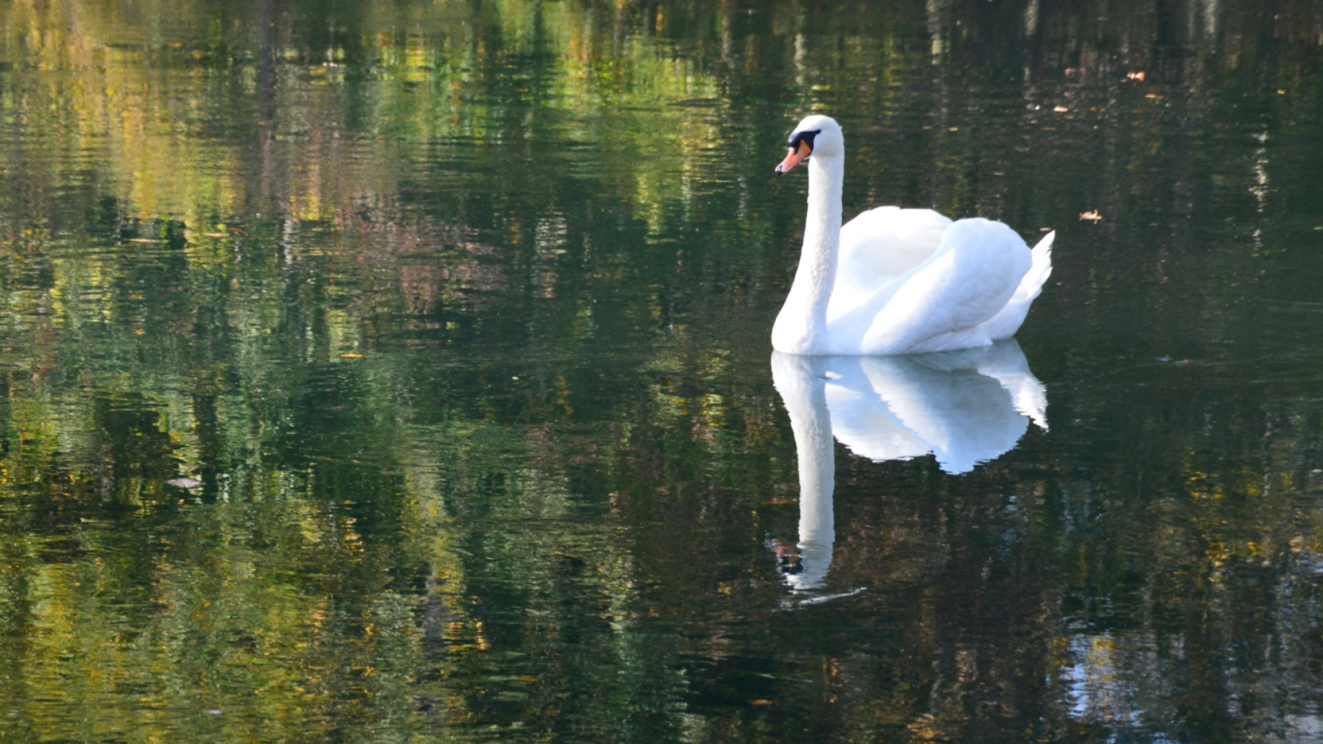 Ein weißer Schwan mit rotem Schnabel schwimmt auf einem ruhigen See, umgeben von herbstlicher Vegetation.