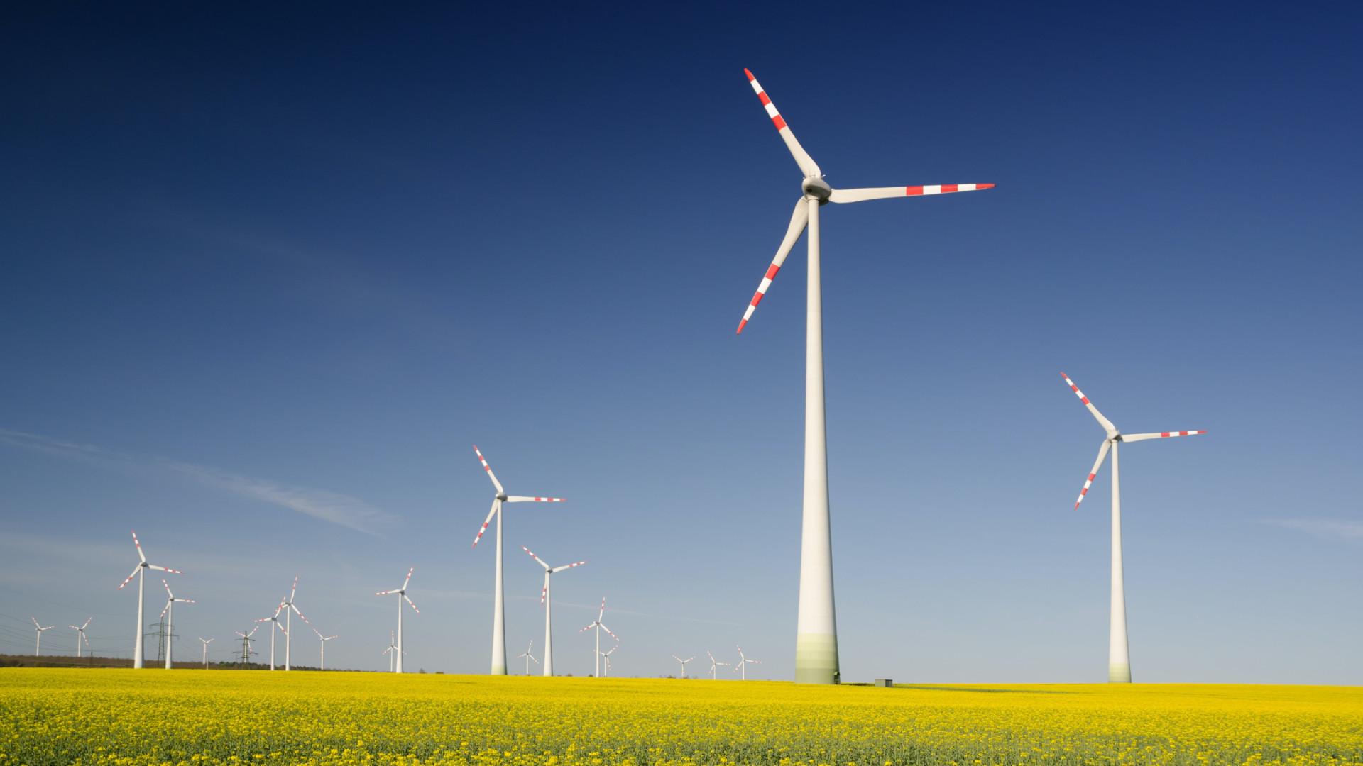 Windräder im Rapsfeld