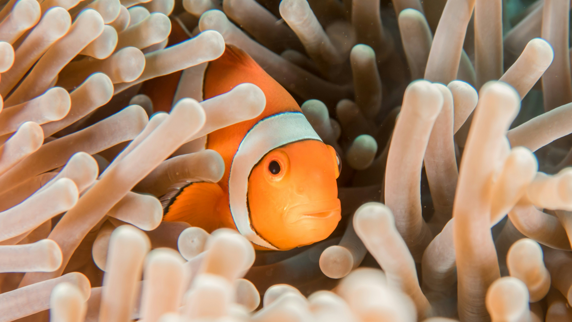 Sicherheit - Safety - Fisch - Meer - Korallen