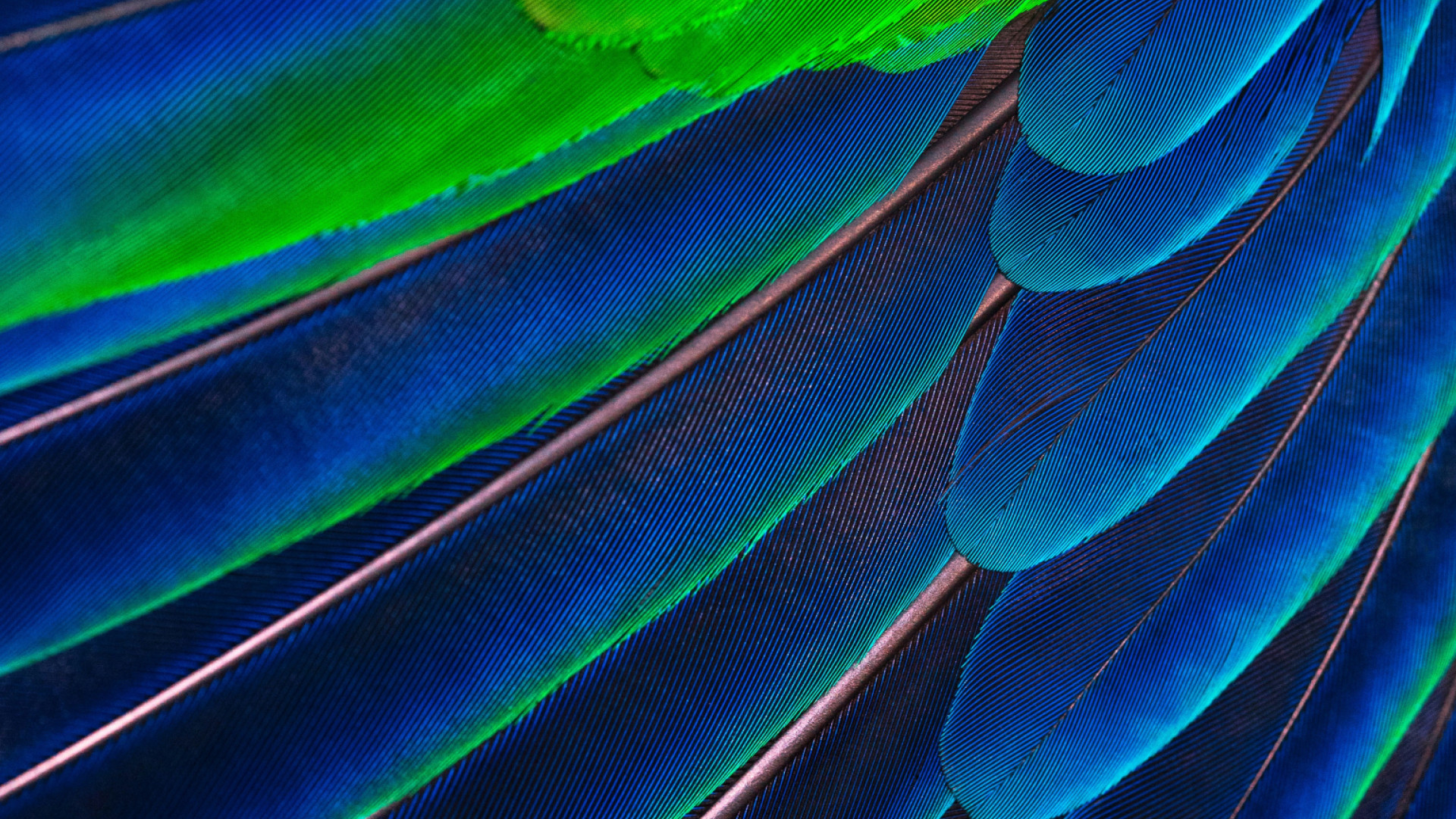 Papageienfedern in kräftigem Grün und Blau