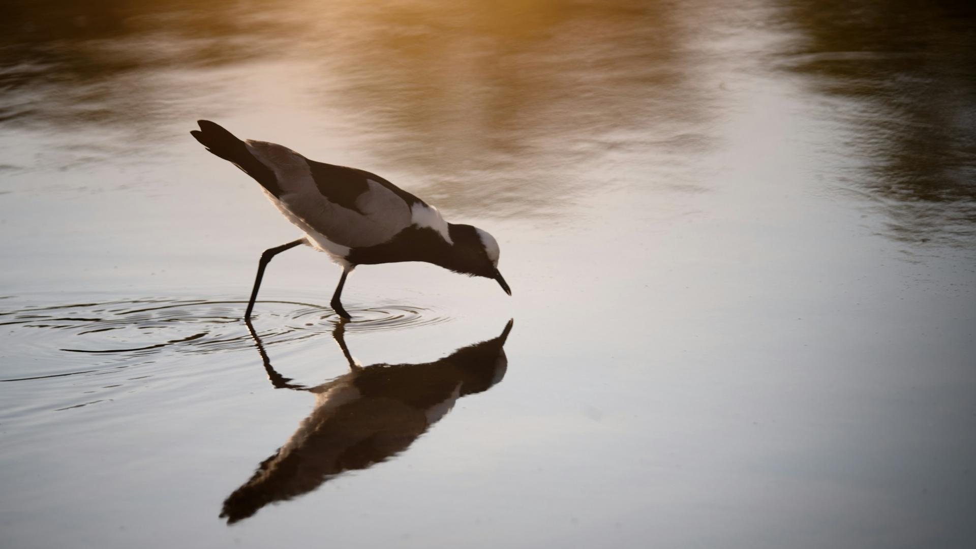 Vogel am Wasser im Gegenlicht und spiegelklarer Reflexion im Wasser als Symbol für Digitale Zwillinge. 
