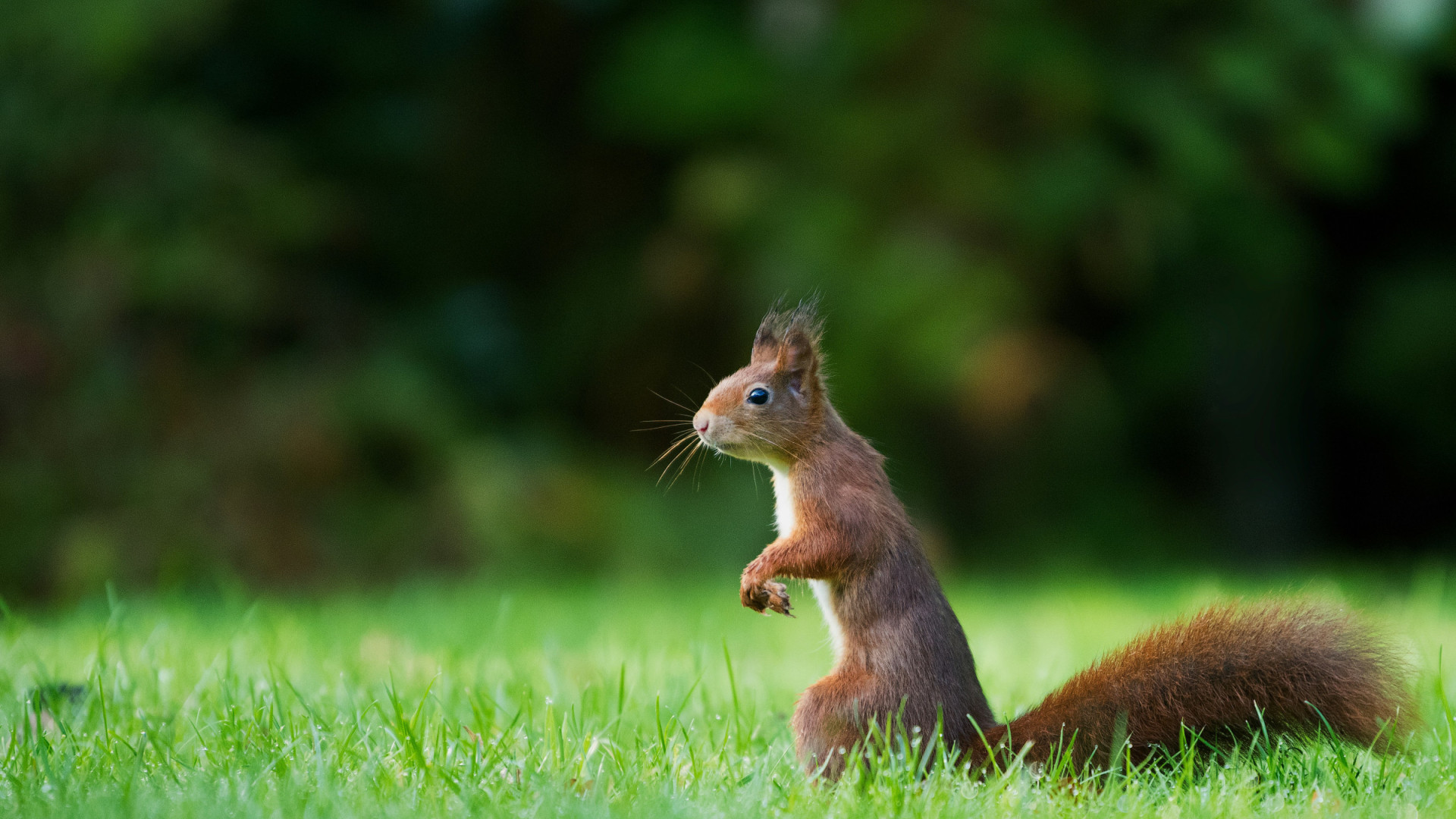 Eichhörnchen auf einer Wiese