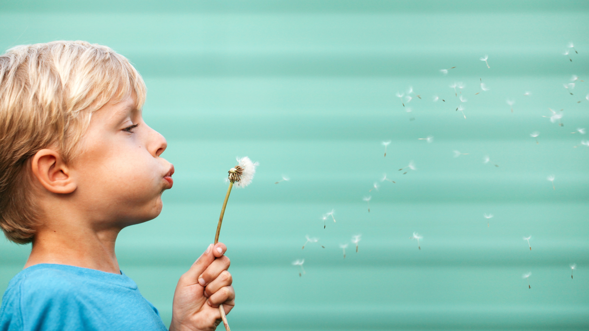 Kind pustet auf Pusteblume