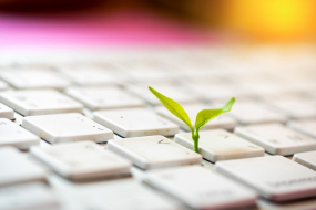 Tastatur Pflanze Nachhaltigkeit Safer Internet Day 2020