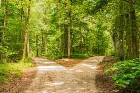 Themenbild Entscheidung Weg Wald