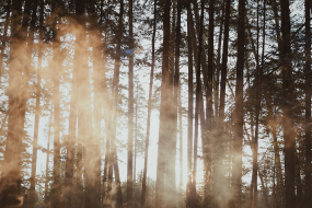 Nebel im Winterwald