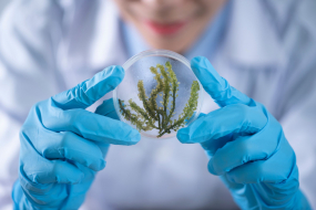 Forscherin mit Alge im Reagenzglas