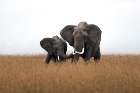 Ein großer und ein kleiner Elefant in der Savanne, deren Rüssel sich berühren