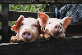 Schweine gucken über Zaun