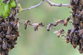 Bienen bilden gemeinsam eine Brücke zwischen zwei Baumstämmen
