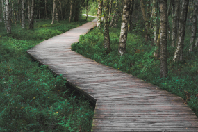 Holzweg im Wald