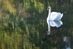 Ein weißer Schwan mit rotem Schnabel schwimmt auf einem ruhigen See, umgeben von herbstlicher Vegetation.