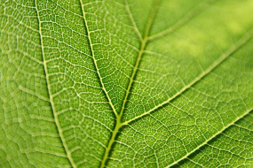 Grünes Blatt