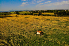 Großes Feld mit Haus in der Mitte