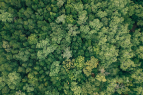 ukrainischer Wald aus der Vogelperspektive fotografiert