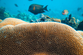 gelbliche Korallen
