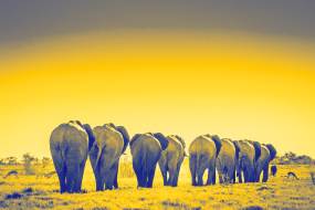 Eine Gruppe von zehn Elefanten ist von hinten zu sehen, wie sie über eine offene Savannenlandschaft laufen. Die Tiere sind in einer Linie angeordnet, ihre großen Hinterteile und Schwänze dominieren das Bild. Der Himmel und die Umgebung sind durch einen gelblichen Farbfilter verfremdet, während die Elefanten selbst in blauen Farbtönen erscheinen. Im Hintergrund sind vereinzelt Bäume und kleinere Tiere, wie Gazellen, zu erkennen. Die Szene wirkt surreal und künstlerisch.