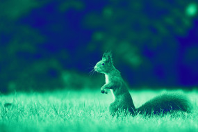 Eichhörnchen auf einer Wiese