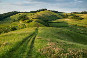 grüne Landschaft