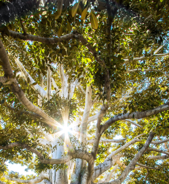 Ein imposanter, alter Baum mit einer massiven, weit verzweigten Krone und einer dicken, knorrigen Wurzelstruktur steht im Sonnenlicht. Die ausladenden Äste sind dicht mit grünen Blättern bewachsen. Die kräftige, helle Baumrinde hebt sich von den dunklen, verwobenen Wurzeln ab, die sich über den Boden ausbreiten. Durch die Äste hindurch strahlt die Sonne und erzeugt ein leuchtendes Lichtspiel mit funkelnden Reflexionen.