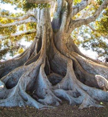 Ein imposanter, alter Baum mit einer massiven, weit verzweigten Krone und einer dicken, knorrigen Wurzelstruktur steht im Sonnenlicht. Die ausladenden Äste sind dicht mit grünen Blättern bewachsen. Die kräftige, helle Baumrinde hebt sich von den dunklen, verwobenen Wurzeln ab, die sich über den Boden ausbreiten. Durch die Äste hindurch strahlt die Sonne und erzeugt ein leuchtendes Lichtspiel mit funkelnden Reflexionen.
