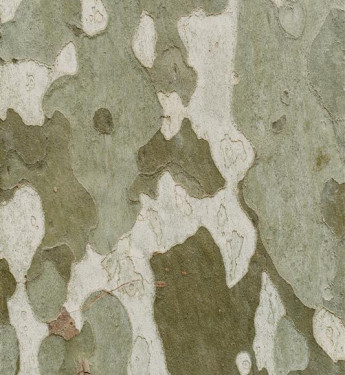 Baumrinde in hellen und dunklen Farben