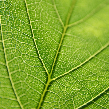 Grünes Blatt