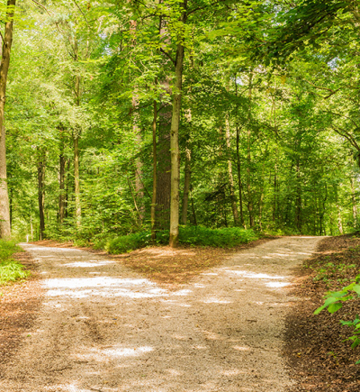 Eine Gabelung eines Waldweges, der von grünen Bäumen umgeben ist. Durch die Blätter scheint die Sonne.