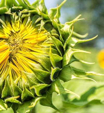 Landwirtschaft_Querbeet