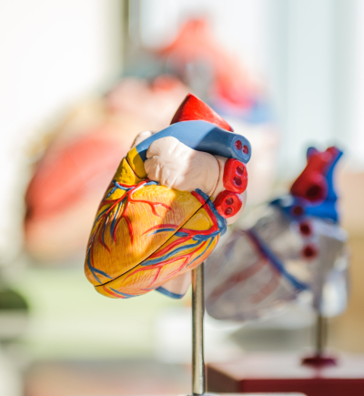 Modell eines inneren Organs