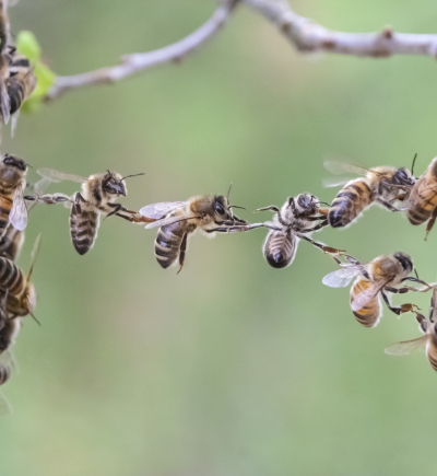 Bienen bilden gemeinsam eine Brücke zwischen zwei Baumstämmen