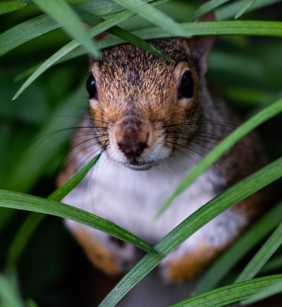 Privacy Conference Eichhörnchen