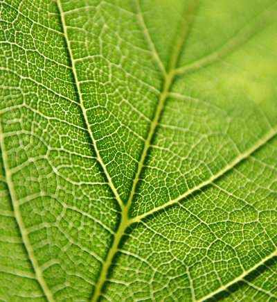 Grünes Blatt