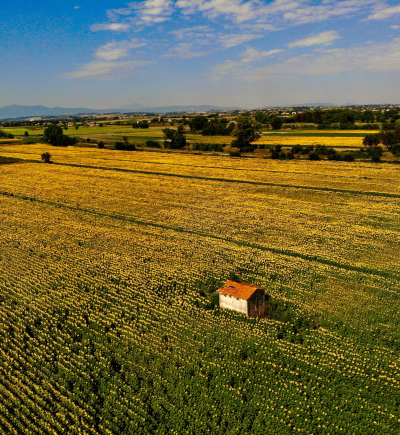 Großes Feld mit Haus in der Mitte