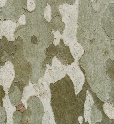 Baumrinde in hellen und dunklen Farben