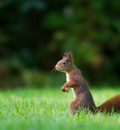 Eichhörnchen auf einer Wiese