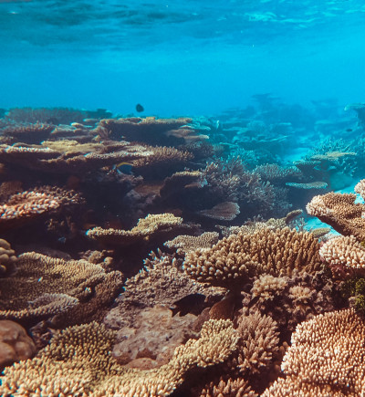 Korallenriff