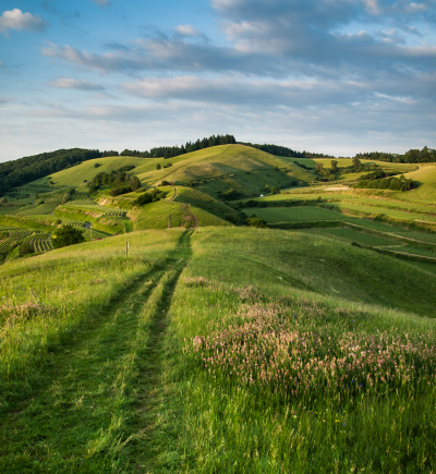 grüne Landschaft